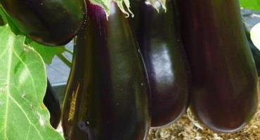 Pohledný černý lilek: jak pěstovat odrůdu?